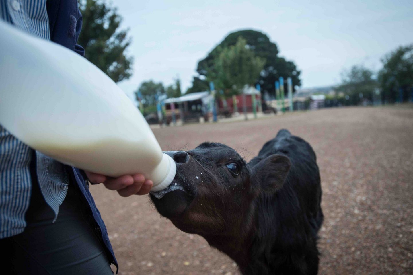rescue calf milk