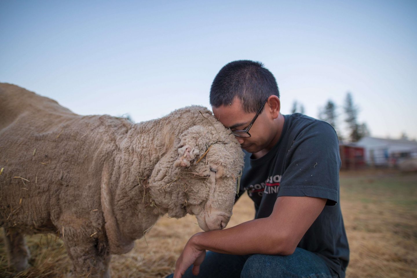 undercover investigation sheep