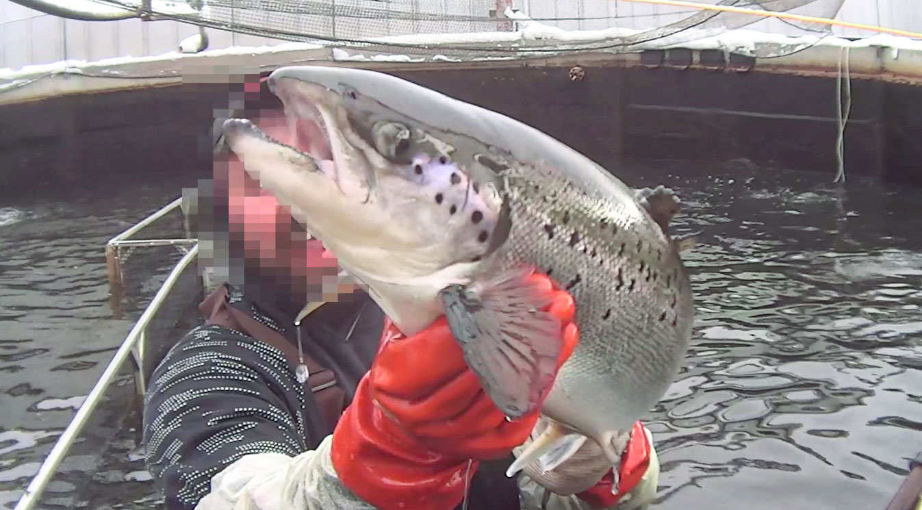 salmon hatchery investigation