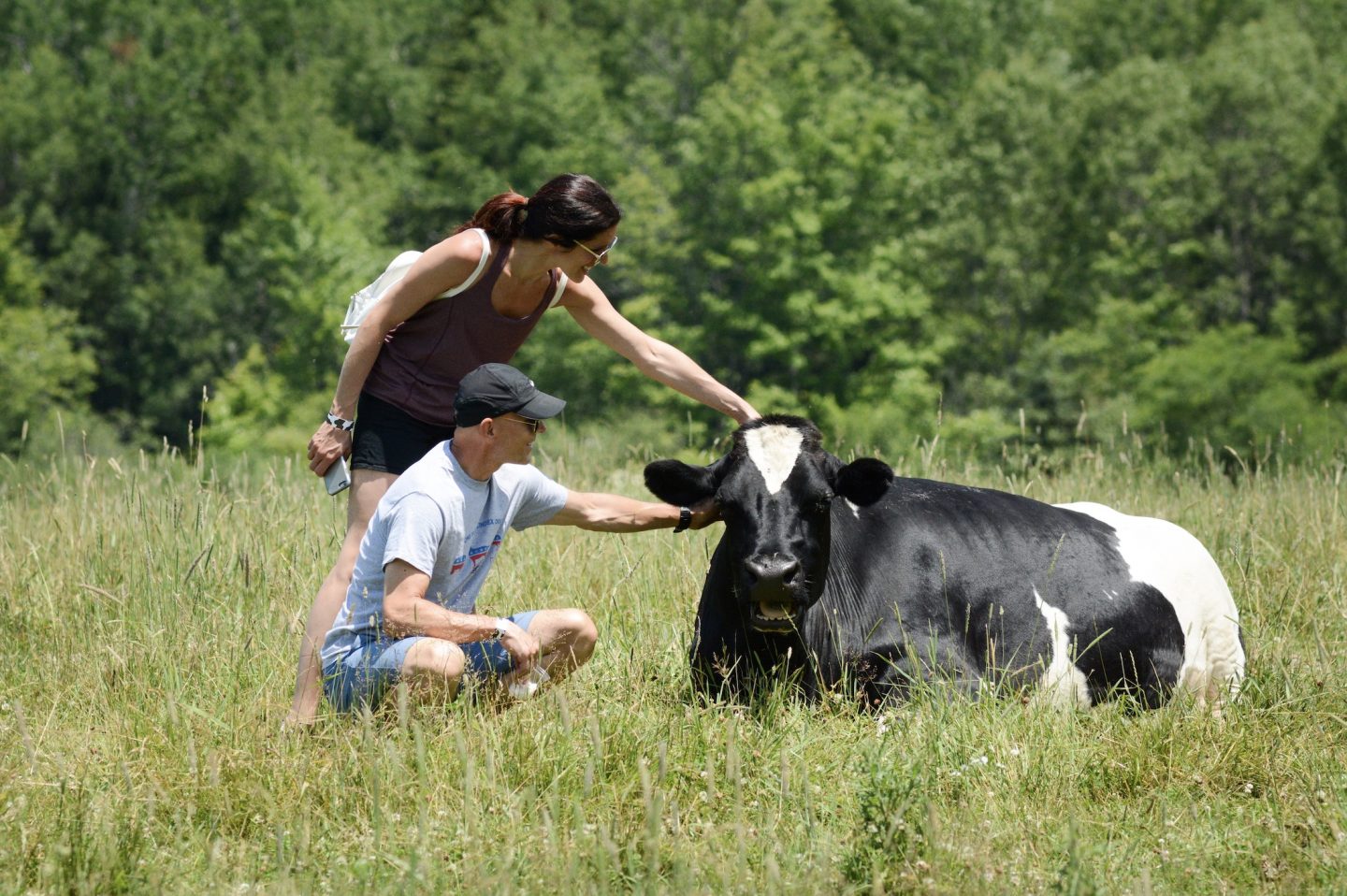 cow farm sanctuary