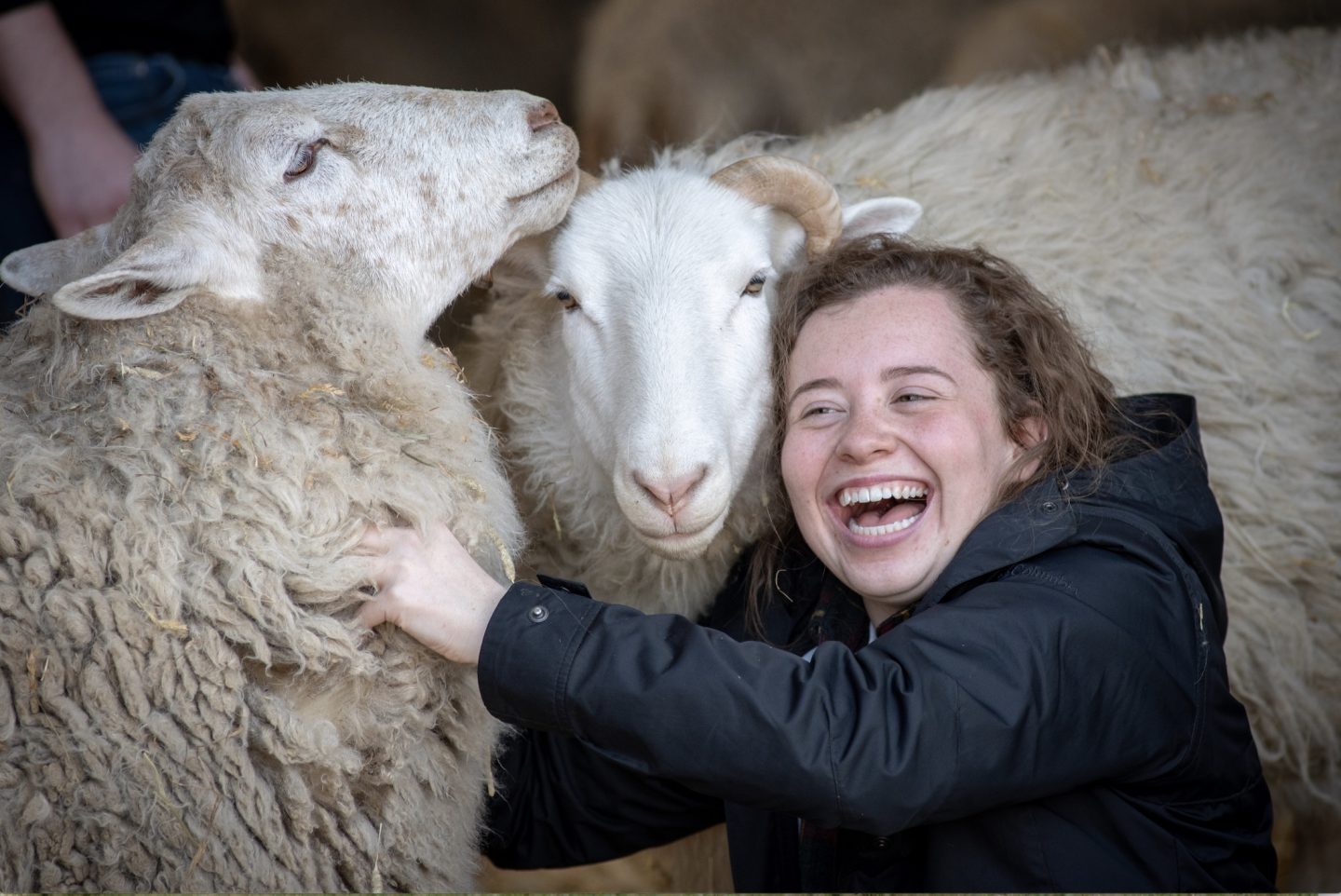 kid sheep sanctuary