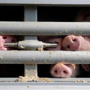 pig transport cruelty