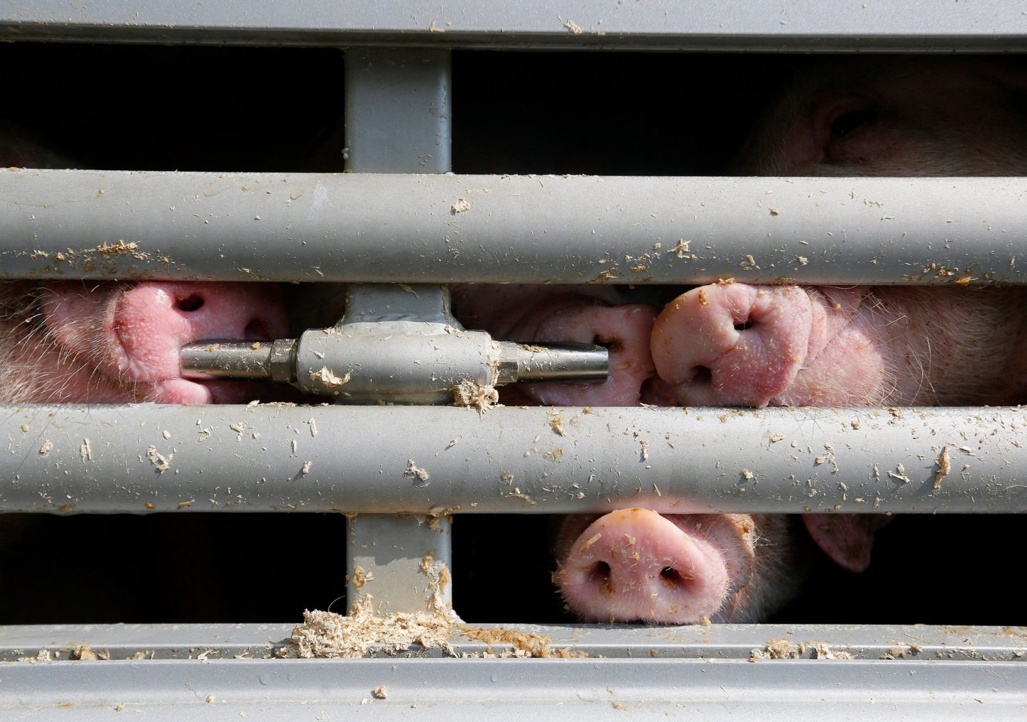 pig transport cruelty