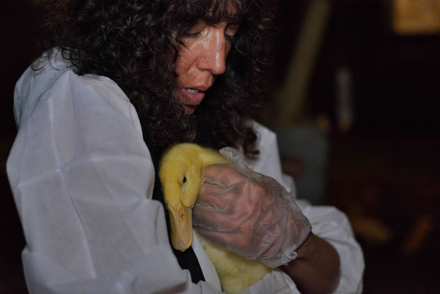 duck rescue activist