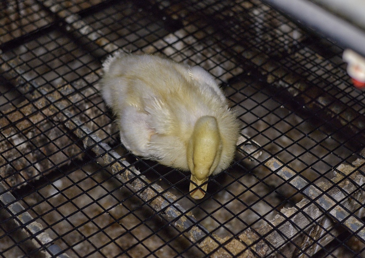 enter duck shed