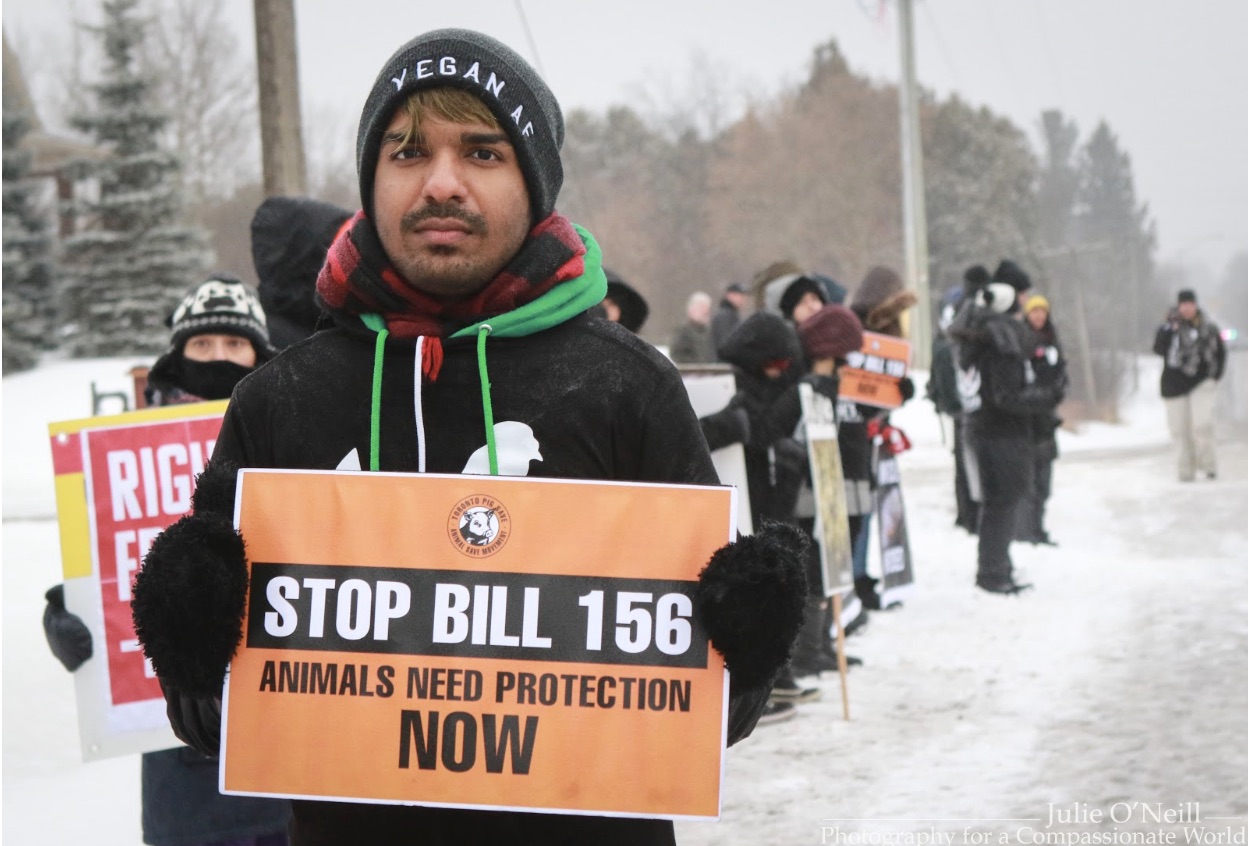 vegan activist protest