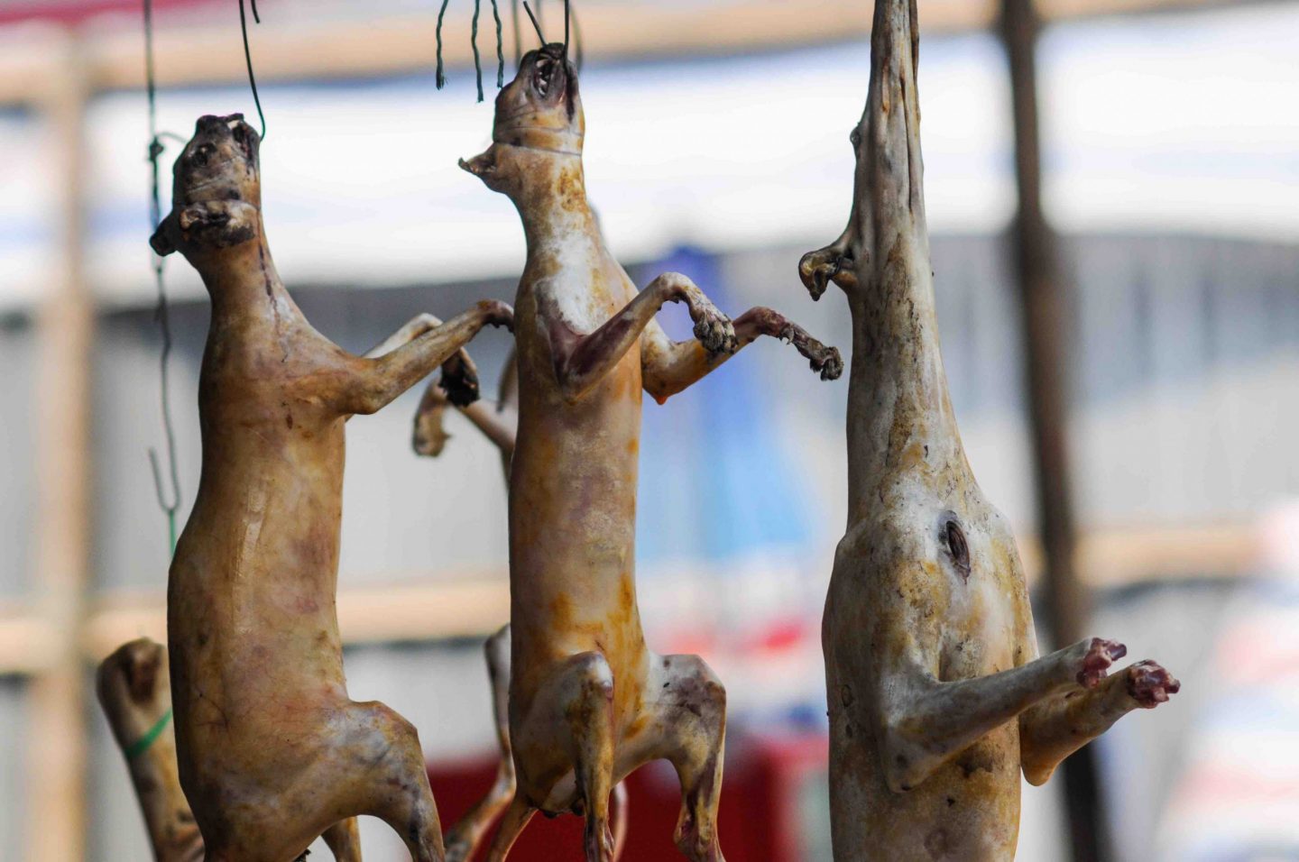 Firsthand Look Inside Asia's Busiest Wet Markets