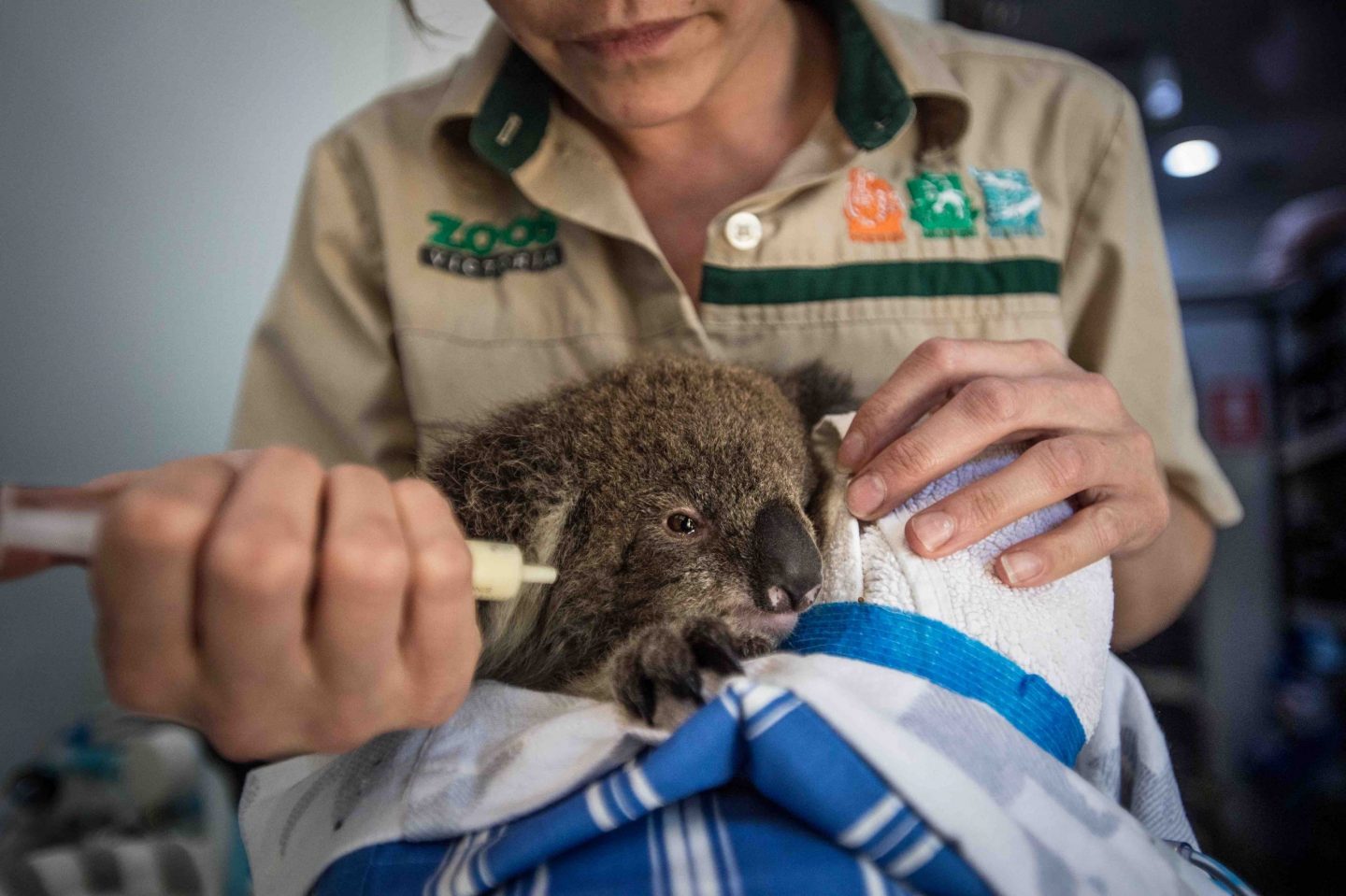 koala wildlife rescue