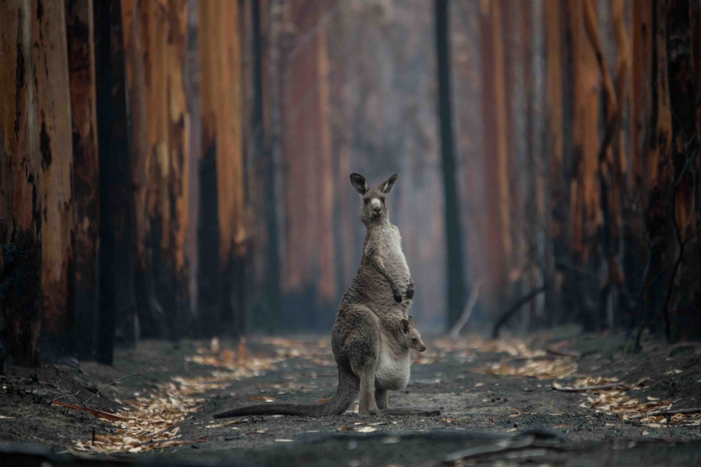 australia fires animal
