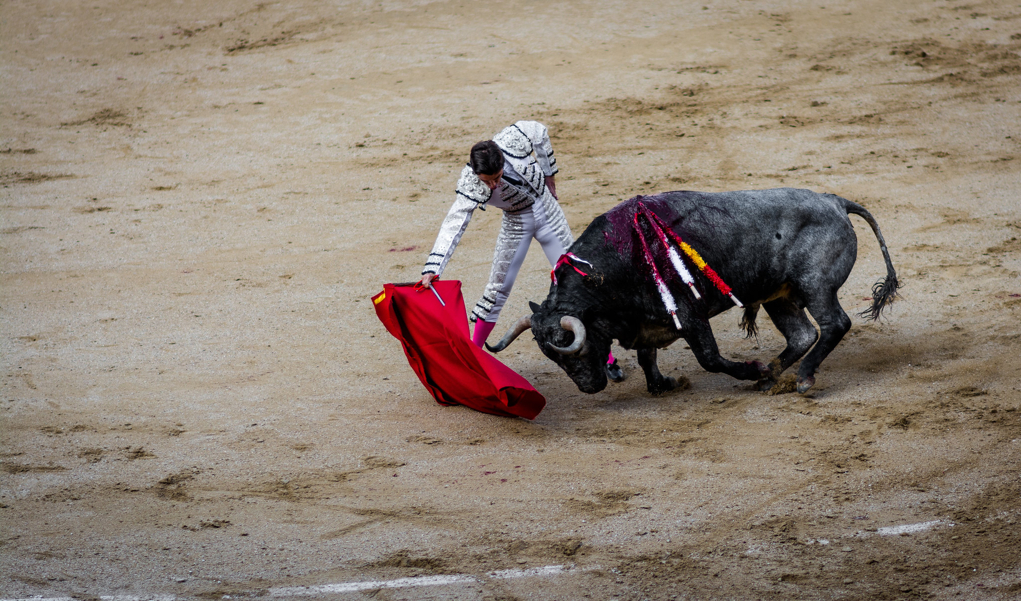 Coronavirus Pandemic Revitalizing Dispute Over Spanish Bullfighting