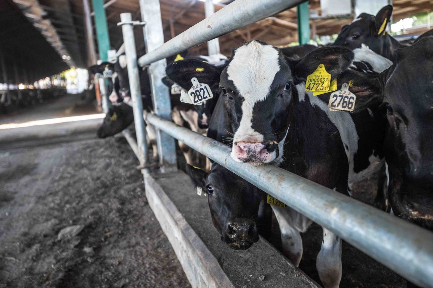 female dairy cow