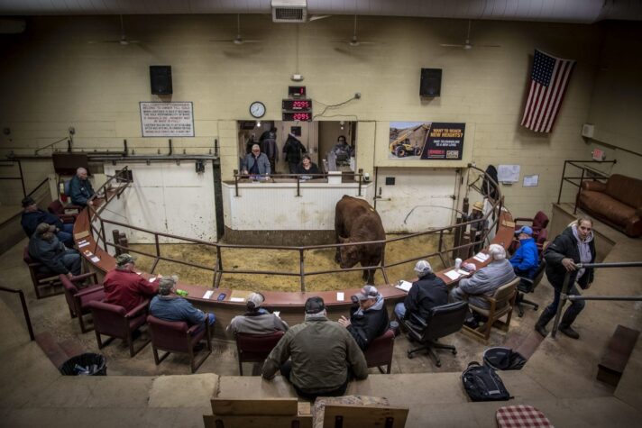 livestock auction cattle