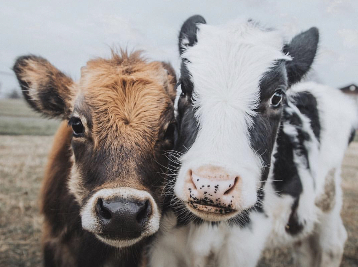 cows farmed animal