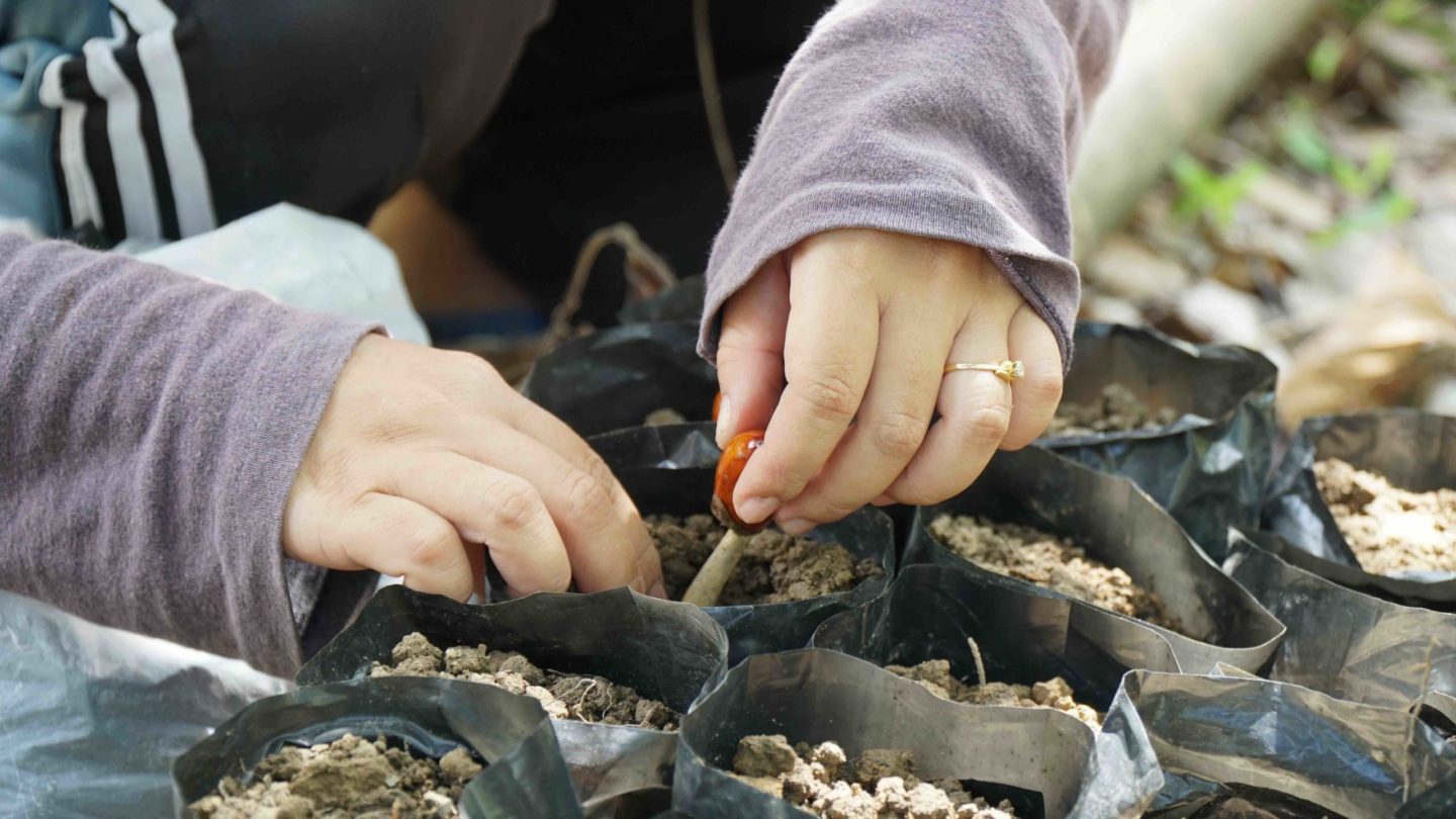 seedling plant person