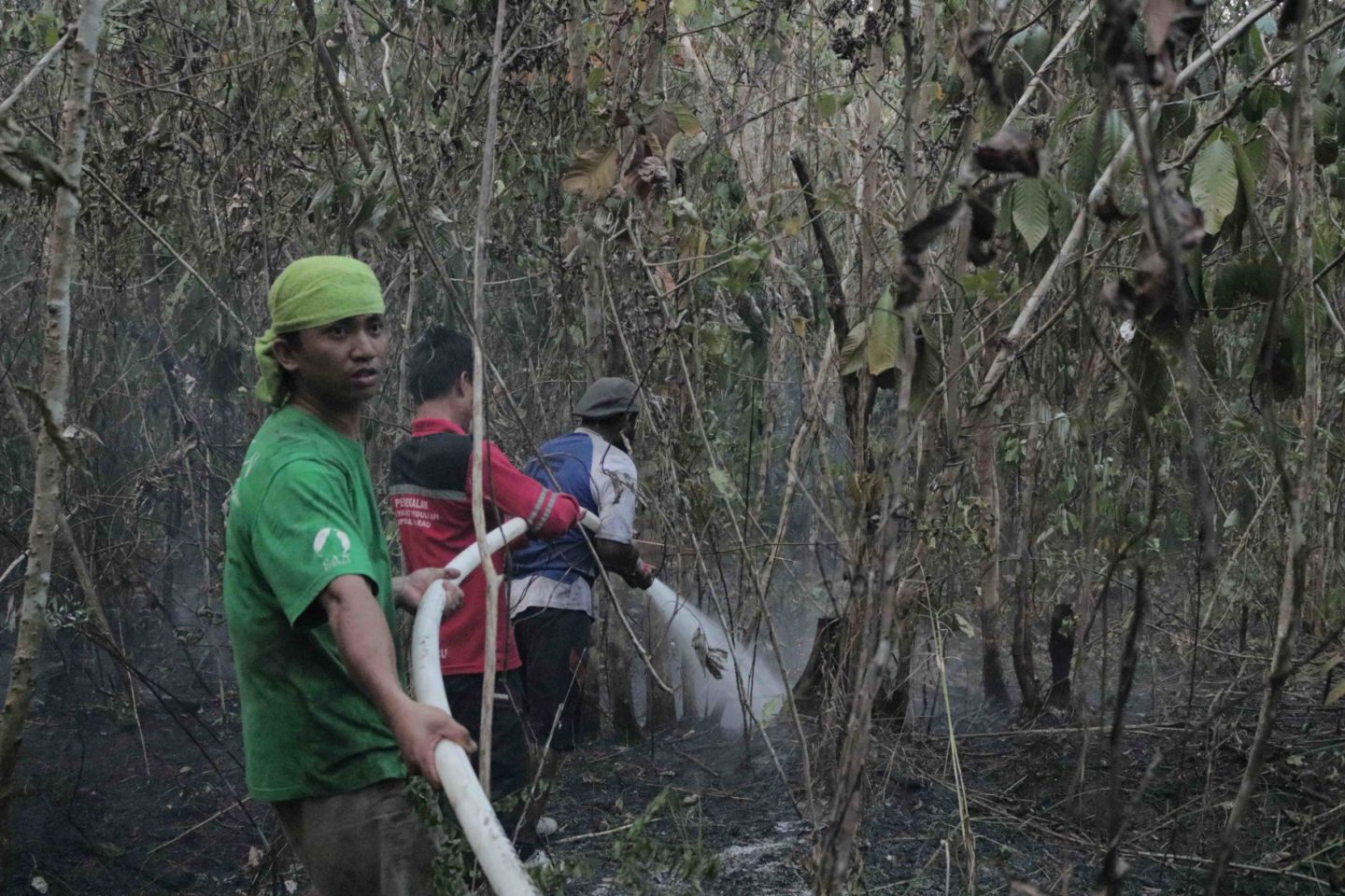 activists fire tree