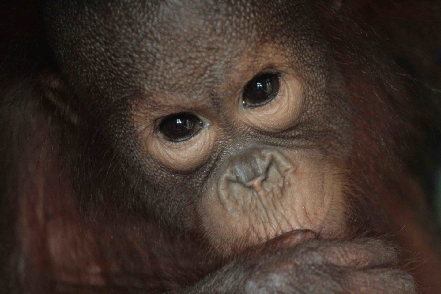 orangutans wild animal