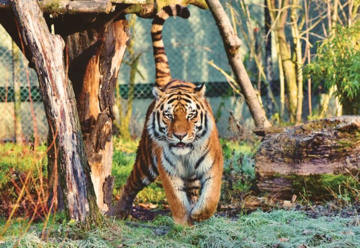 tiger king cage