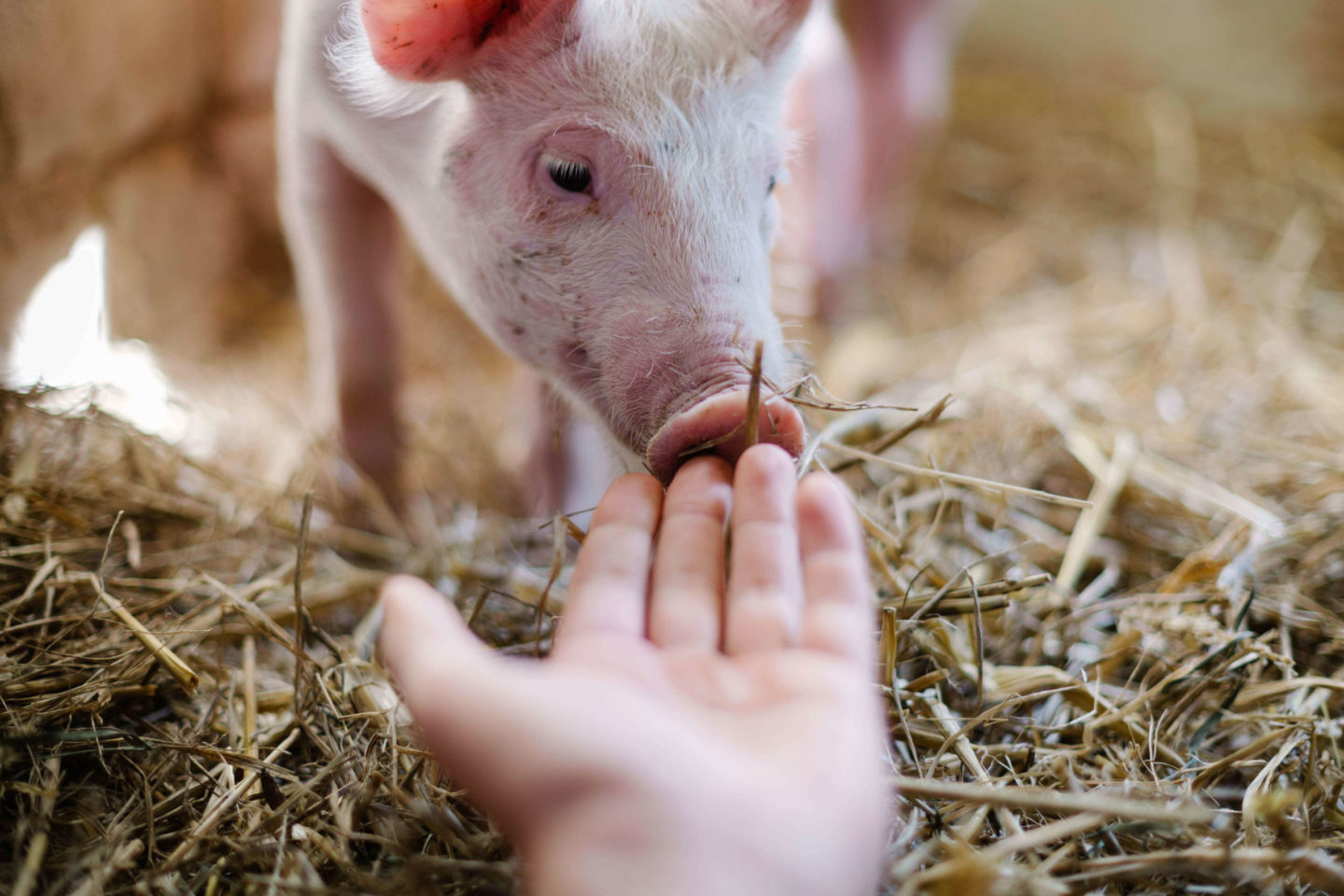 pig farm hand