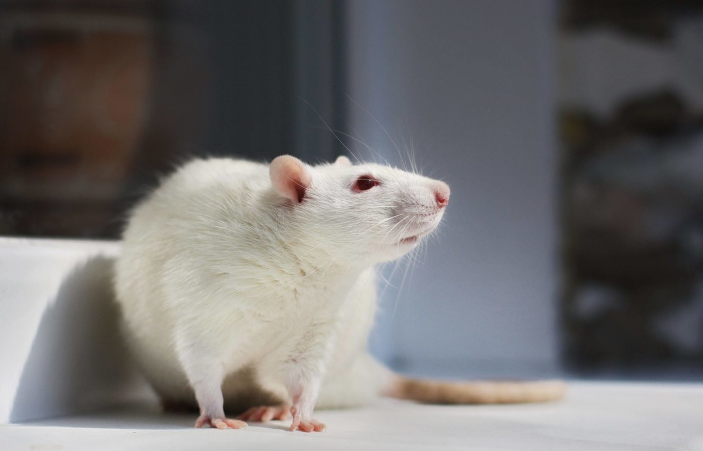 lab animal rat