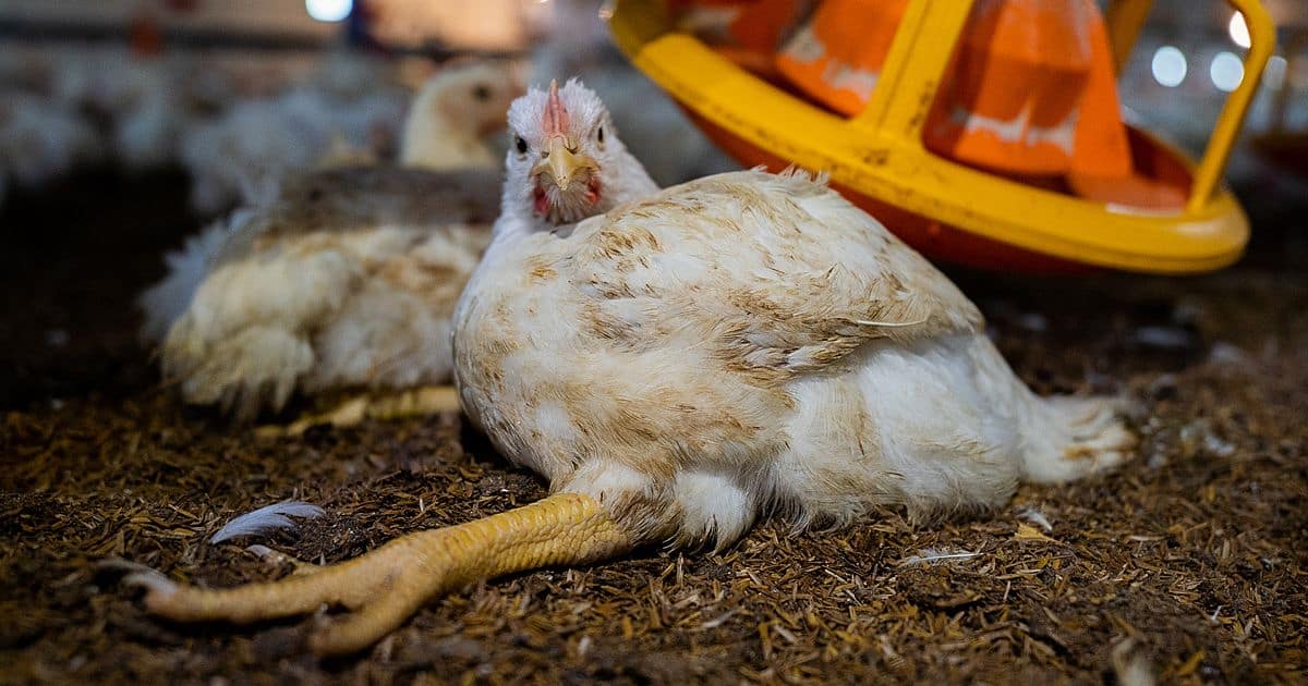 a injured chicken lays on the ground of an intensive agriculture broiler chicken farm