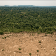 amazon deforestation food supply