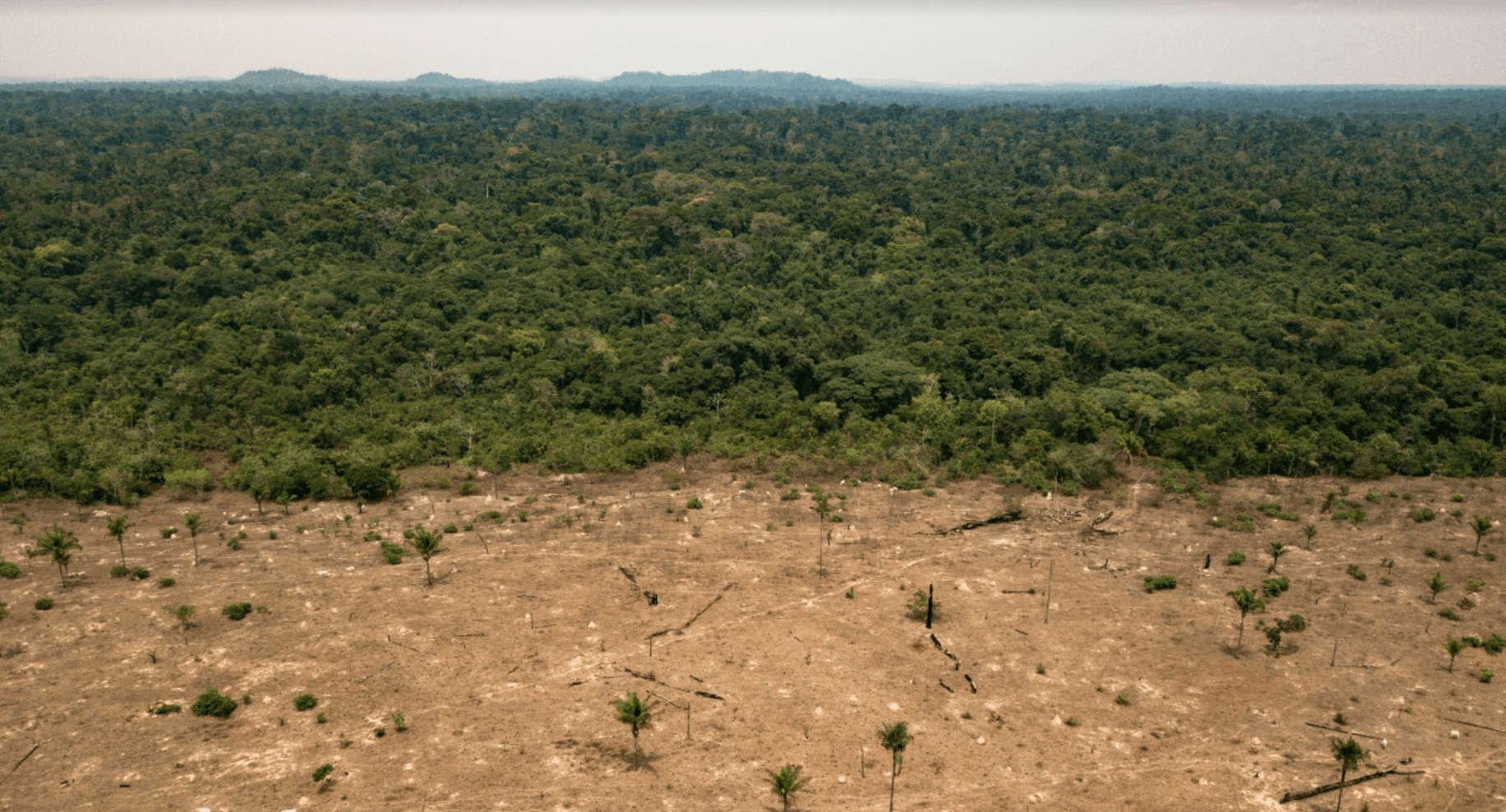 amazon deforestation food supply