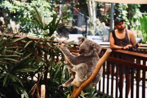 koala animal captivity