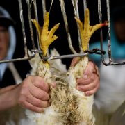 chicken slaughterhouse worker