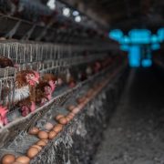 farmed animals chickens