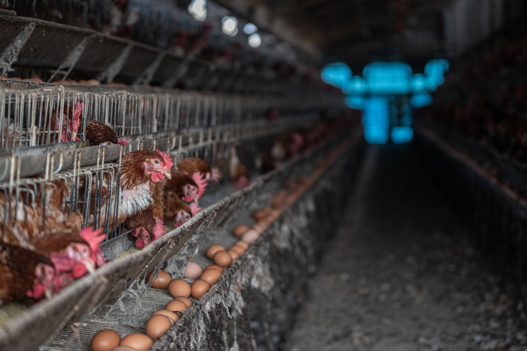 farmed animals chickens