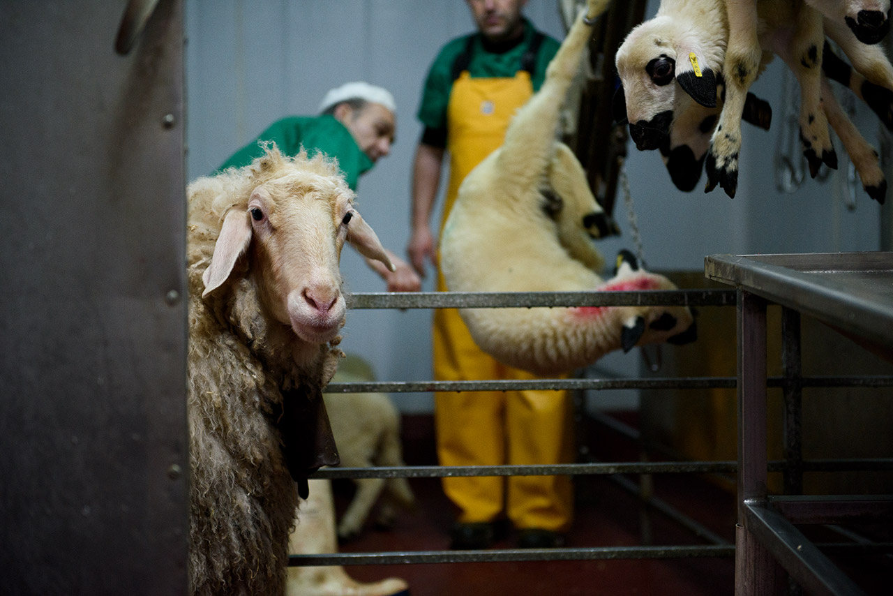 slaughterhouse sheep workers
