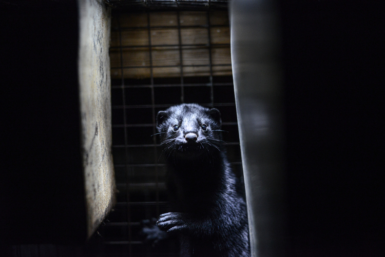 mink farming cage