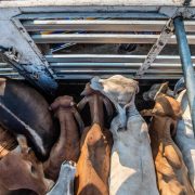 transport animals truck