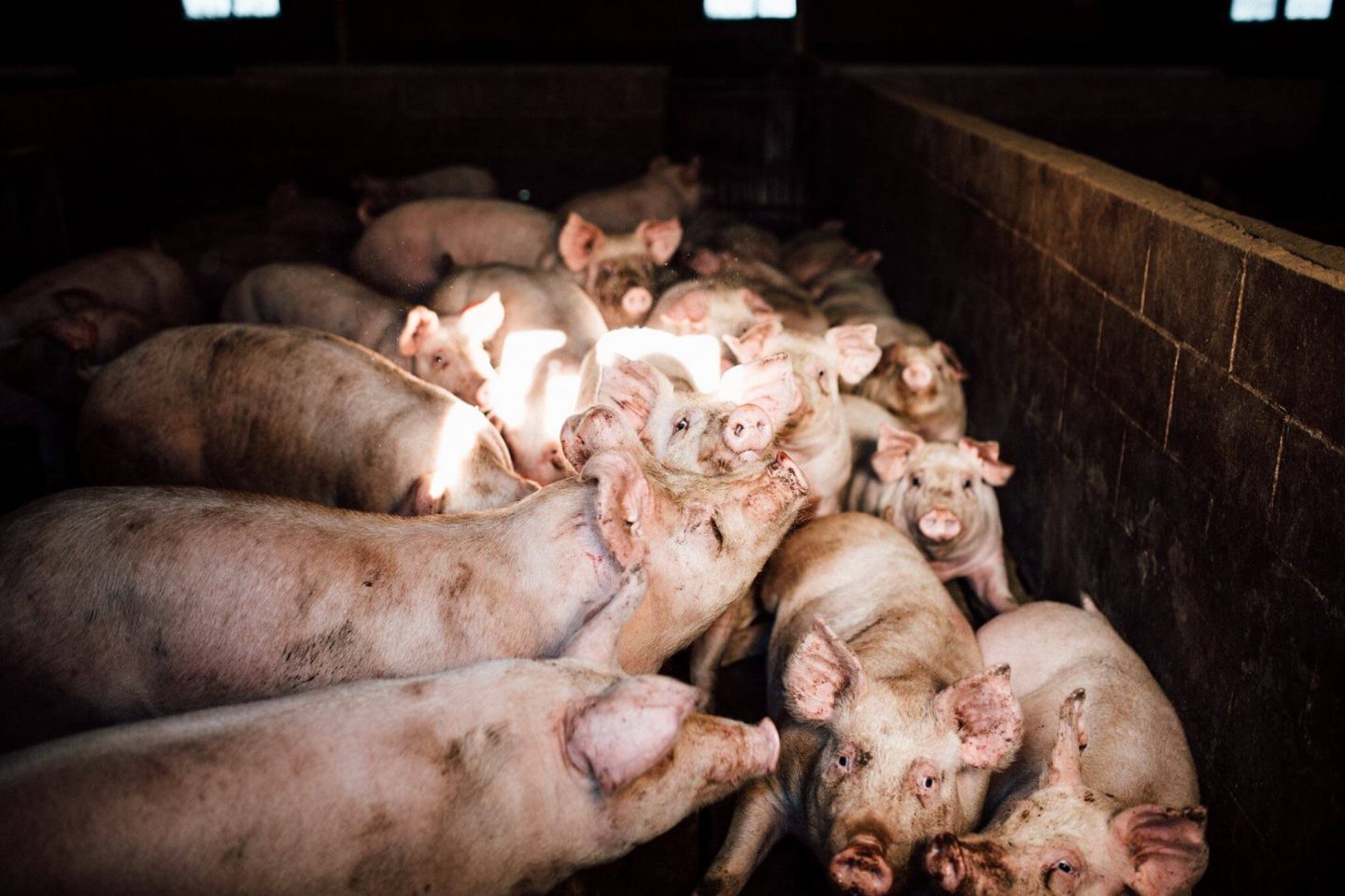 pigs farm dark