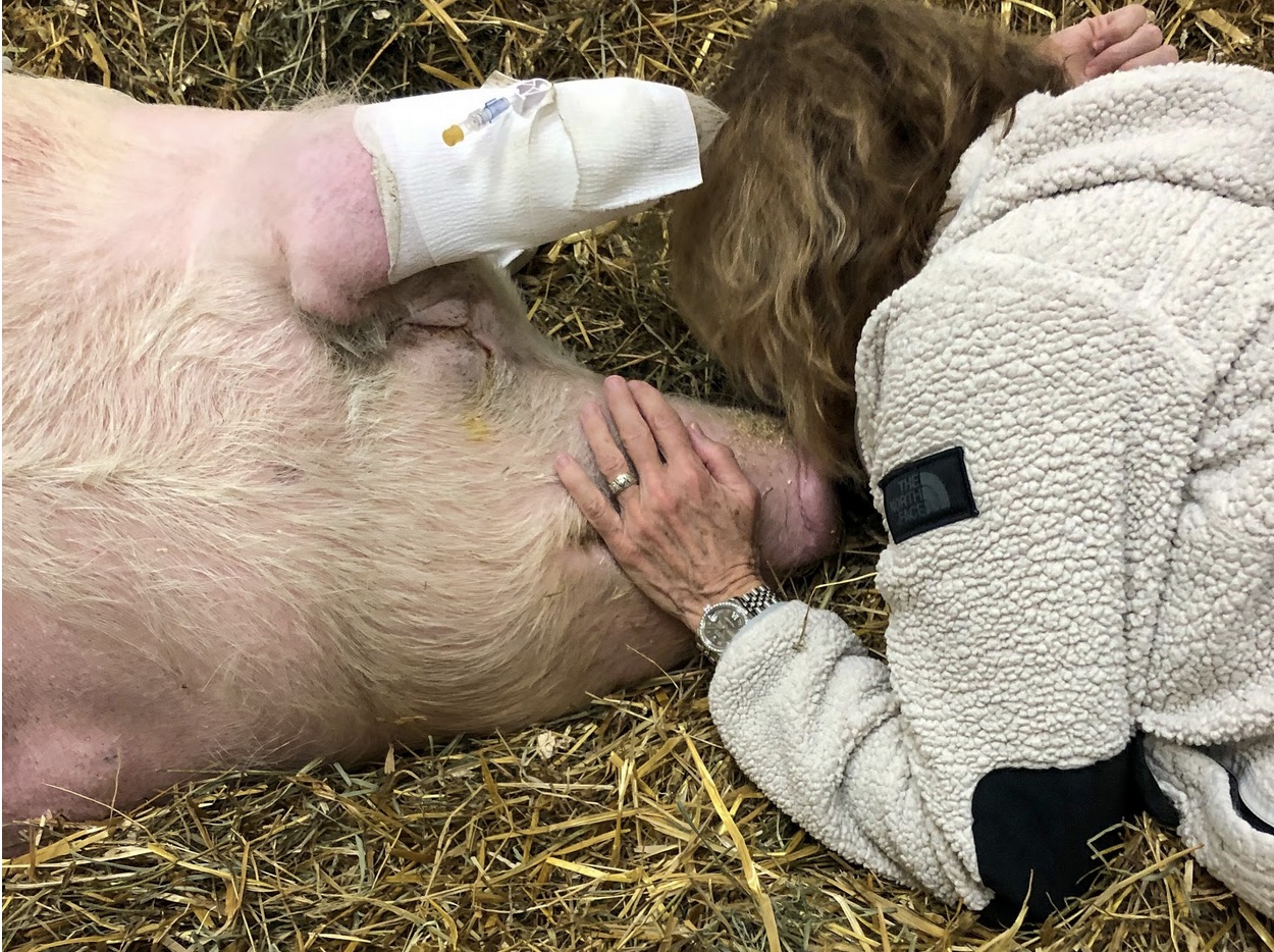 pig rescue vet