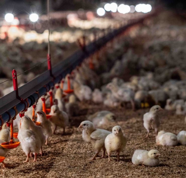 farm broiler chicken