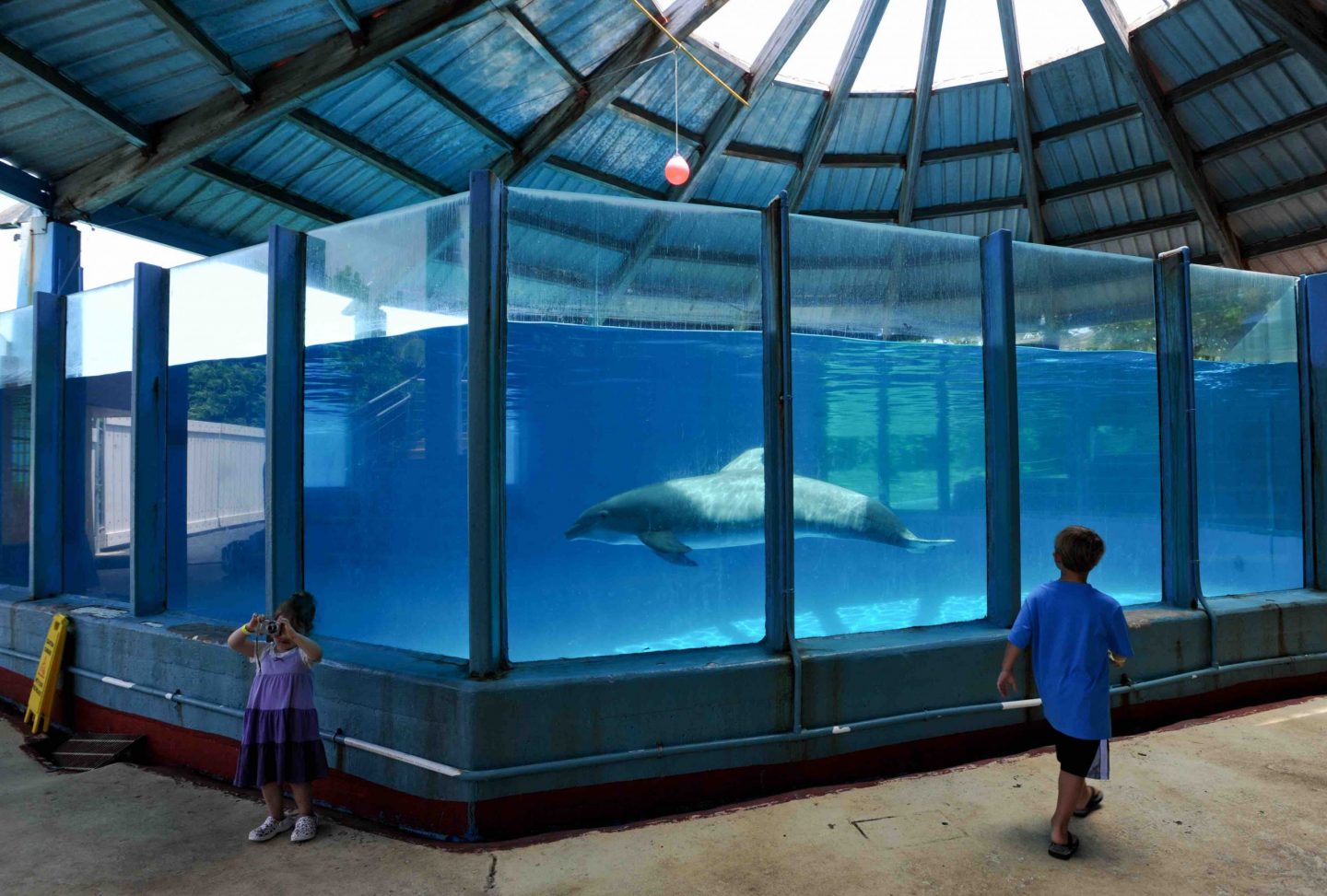 dolphin tank captive