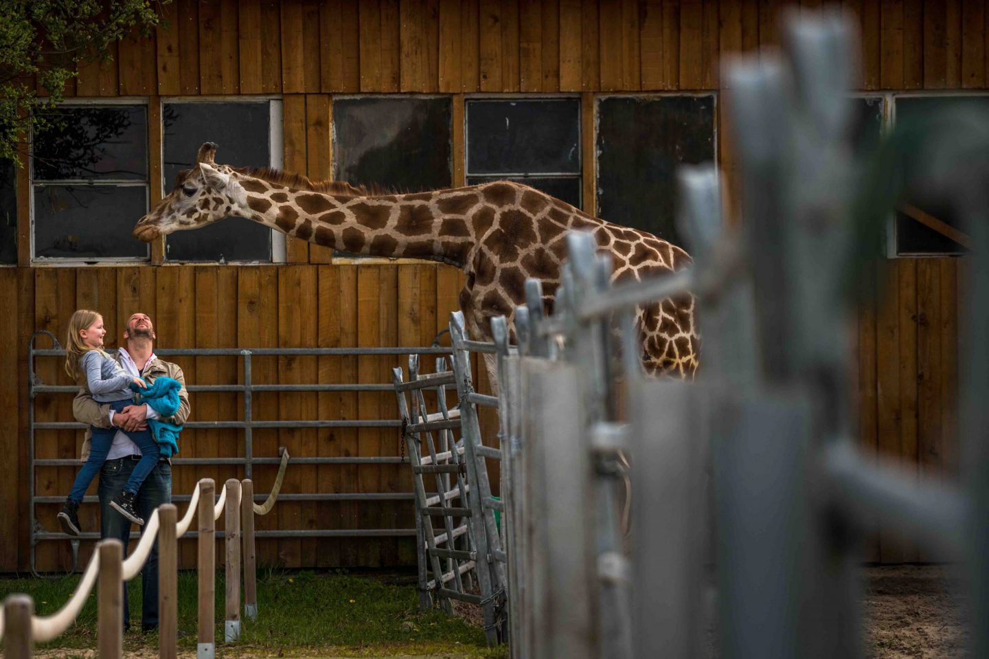 giraffe zoo humans