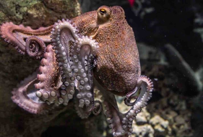 common octopus creature