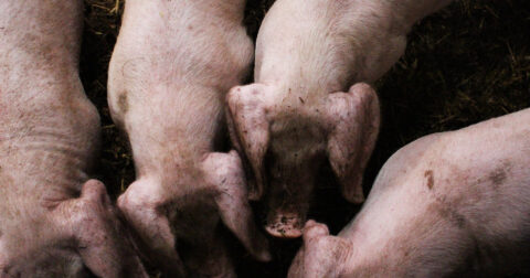 factory farm pig