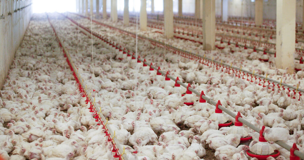 New Study Confirms Inhumane Breeding Of Broiler Chickens