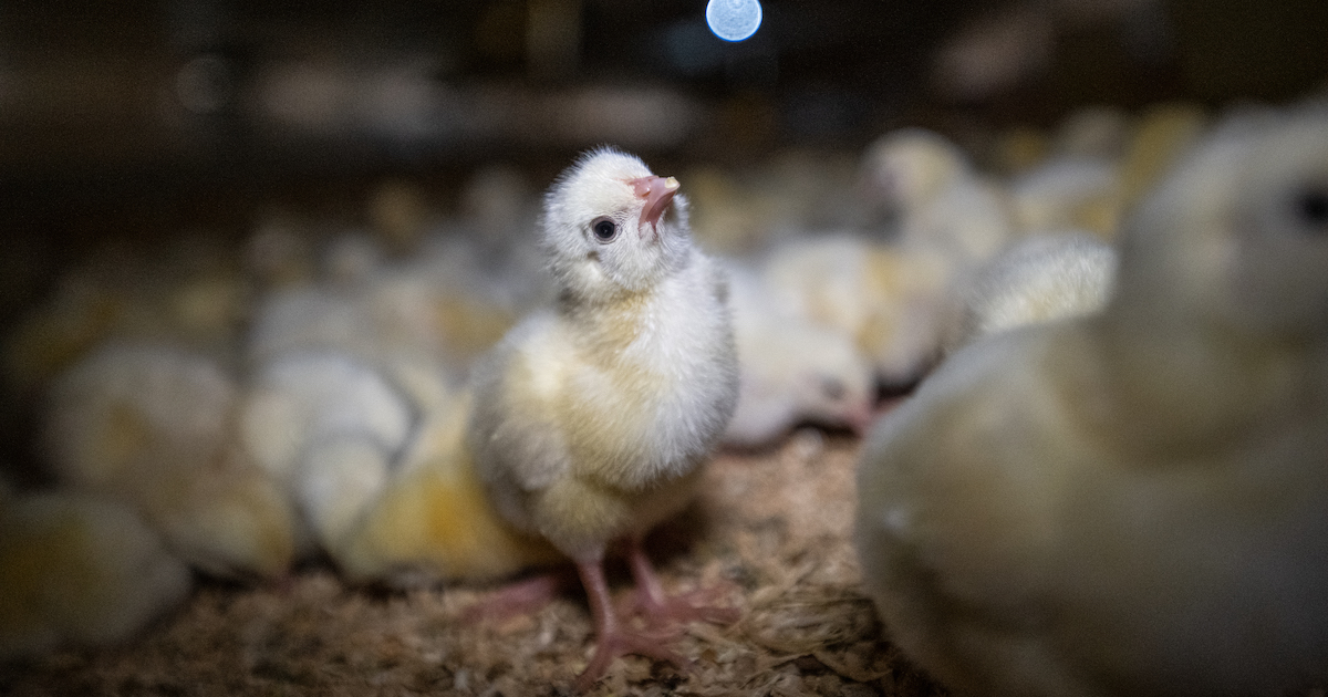 Broiler chicks in factory farm, Mexico