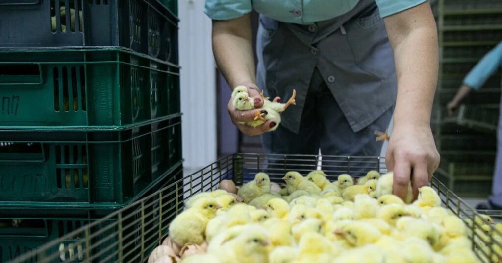 Would Slower Growth Make Life Better for Farmed Chickens?