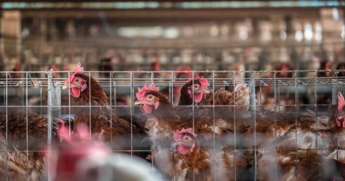 Hens in an industrial egg farm.