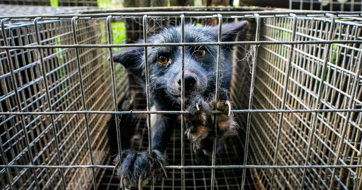 Fur farm in Poland, photo by Andrew Skowron