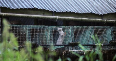 A mink looking at approaching visitors from their cage in a fur farm.