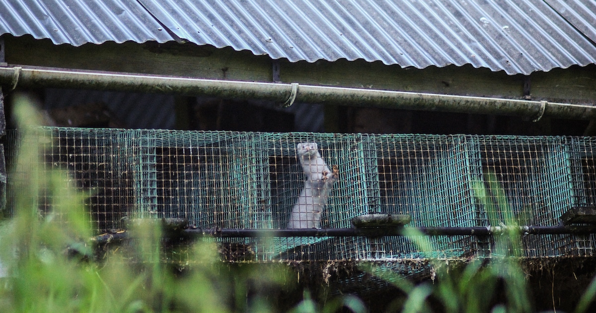 A mink looking at approaching visitors from their cage in a fur farm.