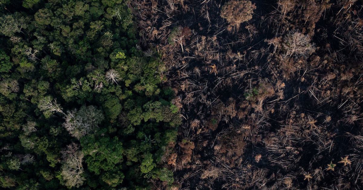 Amazon Deforestation: Why Is The Rainforest Being Destroyed?