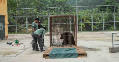 Bile bear in a cage, Vietnam