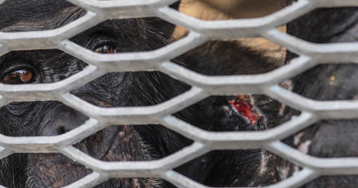 Chimpanzee rescued from an invasive research lab. USA, 2008.